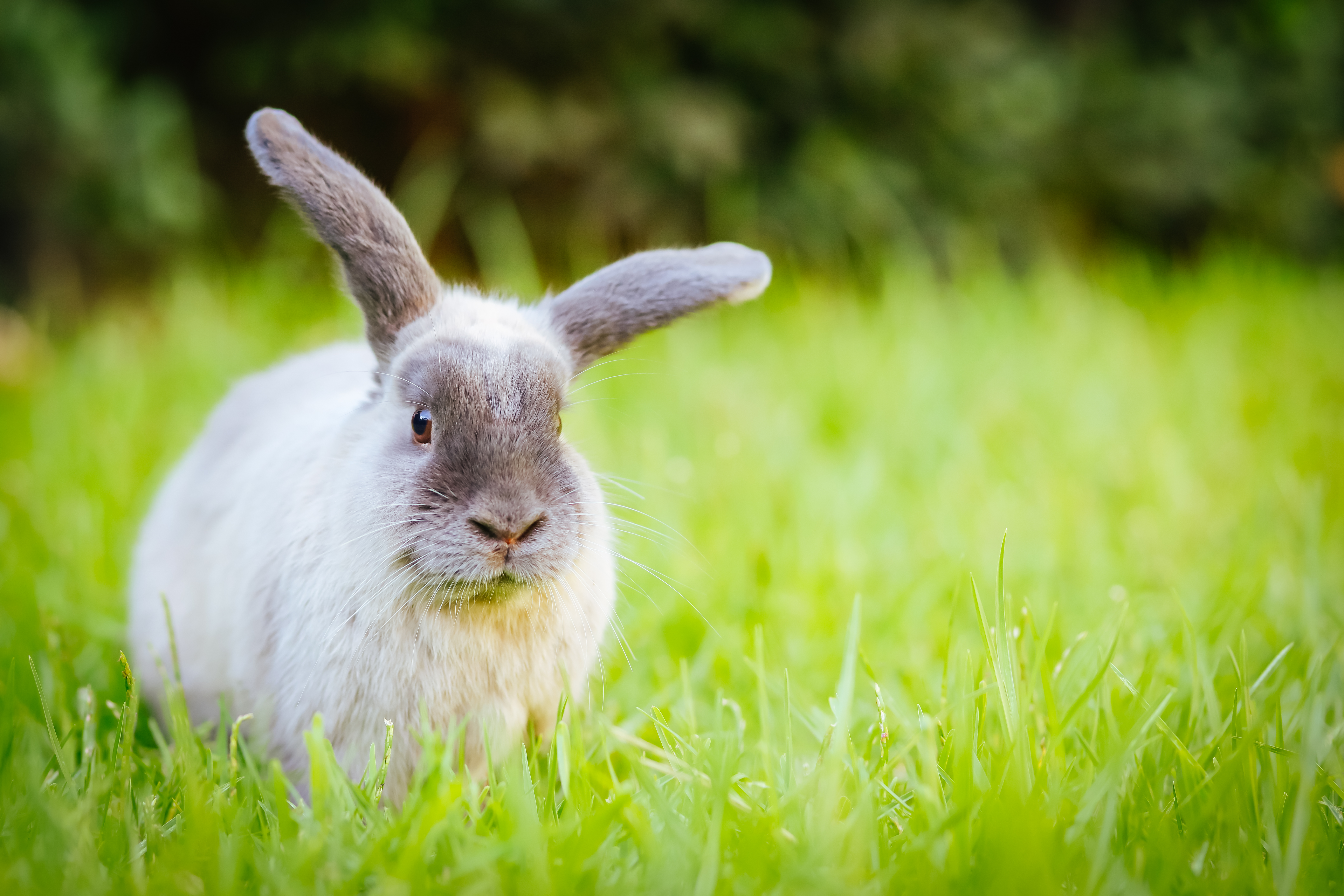 A Lop Rabbit Outside in Long Grass