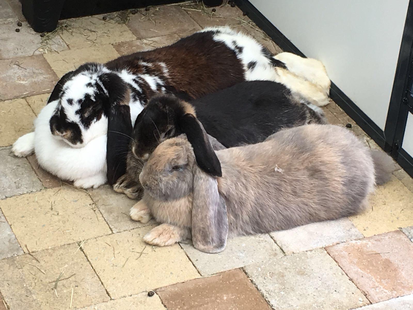 0ae3bb76-6b48-4ccc-8658-a7994ef31e34