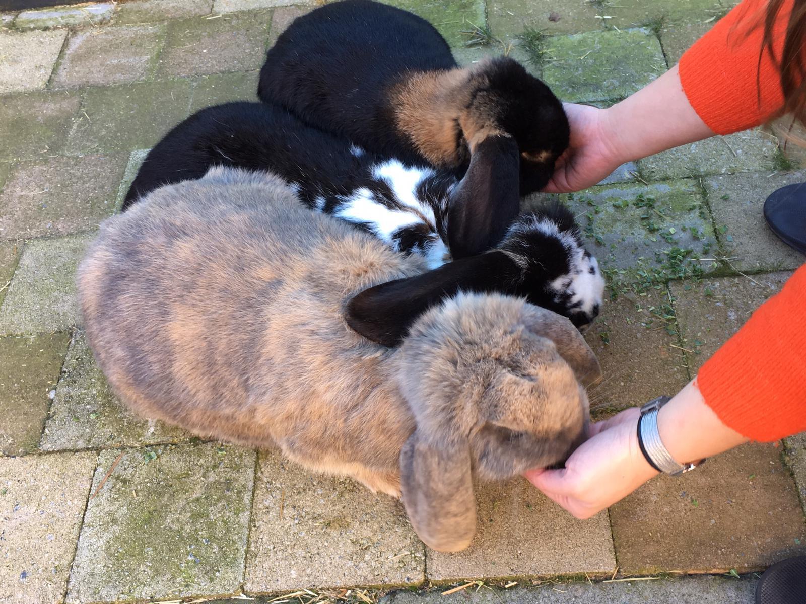 2a419b0c-dbc4-4e94-9d59-bc02d64f15d1