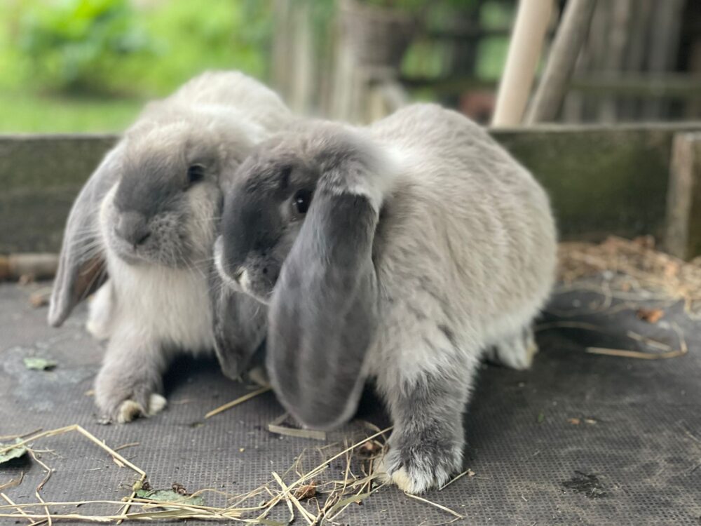 cade85c1-4015-4158-84ff-d6baed760d22-e1660849859264