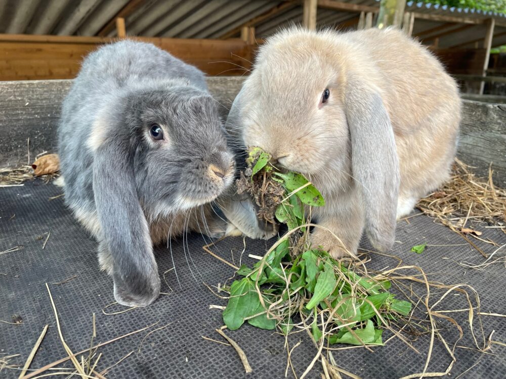 mignonx-blauwotter-e1660849731336